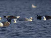 Goéland à ailes blanches Larus glaucoides