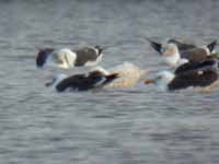 Goéland à ailes blanches Larus glaucoides