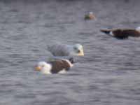 Goéland à ailes blanches Larus glaucoides