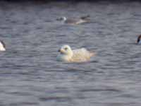 Goéland à ailes blanches Larus glaucoides