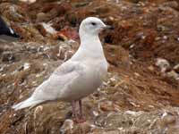 Goéland à ailes blanches Larus glaucoides