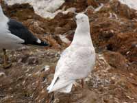 Goéland à ailes blanches Larus glaucoides