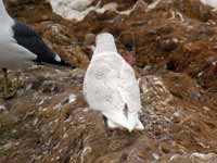 Goéland à ailes blanches Larus glaucoides