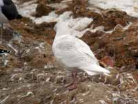 Goéland à ailes blanches Larus glaucoides