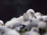 Goéland à ailes blanches Larus glaucoides