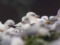 Goéland à ailes blanches Larus glaucoides