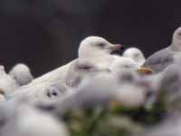 Goéland à ailes blanches Larus glaucoides