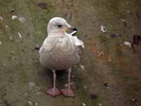 Goéland à ailes blanches Larus glaucoides