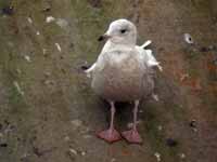 Goéland à ailes blanches Larus glaucoides