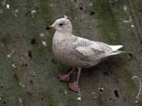 Goéland à ailes blanches Larus glaucoides