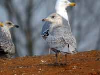 Goéland à ailes blanches Larus glaucoides