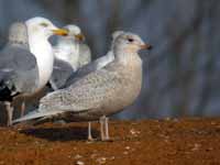 Goéland à ailes blanches Larus glaucoides