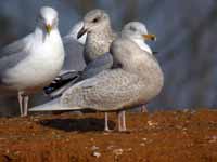 Goéland à ailes blanches Larus glaucoides