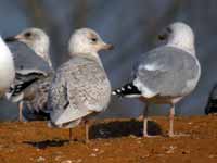 Goéland à ailes blanches Larus glaucoides