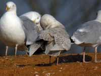 Goéland à ailes blanches Larus glaucoides