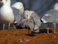 Goéland à ailes blanches Larus glaucoides