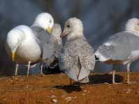 Goéland à ailes blanches Larus glaucoides