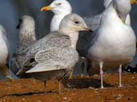 Goéland à ailes blanches Larus glaucoides