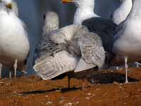 Goéland à ailes blanches Larus glaucoides