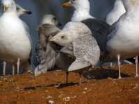 Goéland à ailes blanches Larus glaucoides