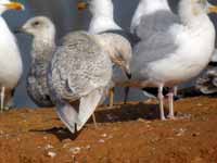 Goéland à ailes blanches Larus glaucoides