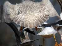 Goéland à ailes blanches Larus glaucoides