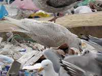 Goéland à ailes blanches Larus glaucoides