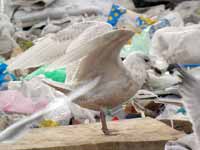 Goéland à ailes blanches Larus glaucoides