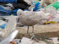 Goéland à ailes blanches Larus glaucoides