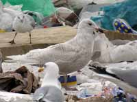 Goéland à ailes blanches Larus glaucoides