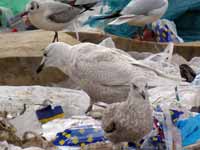 Goéland à ailes blanches Larus glaucoides