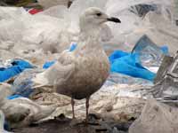 Goéland à ailes blanches Larus glaucoides