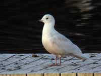 Goéland à ailes blanches Larus glaucoides