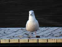 Goéland à ailes blanches Larus glaucoides