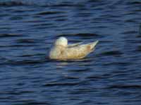 Goéland à ailes blanches Larus glaucoides