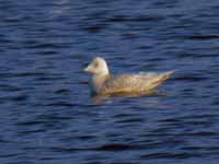 Goéland à ailes blanches Larus glaucoides