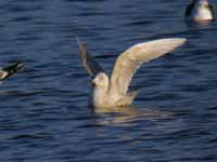 Goéland à ailes blanches Larus glaucoides