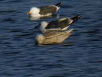 Goéland à ailes blanches Larus glaucoides