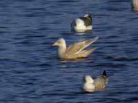 Goéland à ailes blanches Larus glaucoides