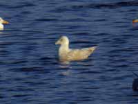 Goéland à ailes blanches Larus glaucoides