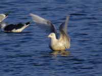 Goéland à ailes blanches Larus glaucoides