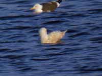 Goéland à ailes blanches Larus glaucoides