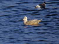 Goéland à ailes blanches Larus glaucoides