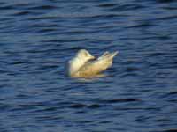 Goéland à ailes blanches Larus glaucoides