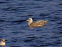 Goéland à ailes blanches Larus glaucoides