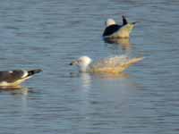 Goéland à ailes blanches Larus glaucoides