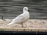 Goéland à ailes blanches Larus glaucoides