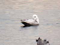 Goéland à ailes blanches Larus glaucoides