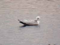 Goéland à ailes blanches Larus glaucoides