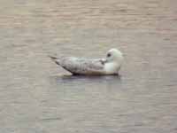 Goéland à ailes blanches Larus glaucoides